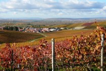 Weinhaus Uhl_Weinreben, © Weinhaus Uhl Weinhaus Uhl_Weinreben, © Weinhaus Uhl