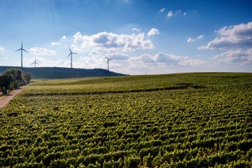 Dittelsheimer Leckerberg Dittelsheimer Leckerberg