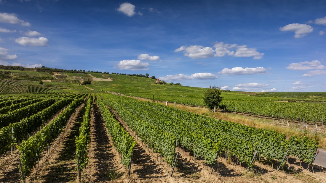 Gau-Bickelheimer Saukopf, © Torsten Silz Gau-Bickelheimer Saukopf, © Torsten Silz