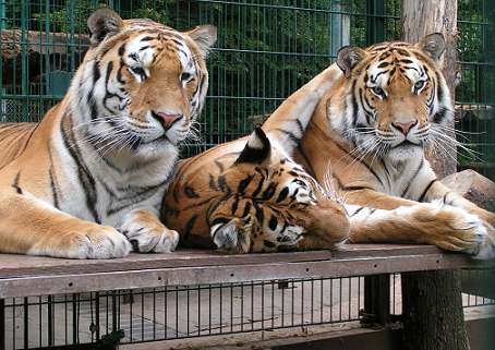 Die Bewohner des Tigergartens. Die Bewohner des Tigergartens.