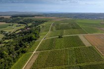 Nieder-Hilbersheimer Steinacker-011 Kopie Nieder-Hilbersheimer Steinacker-011 Kopie