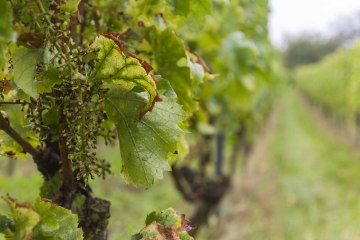 Vrijdag 1, © Weingut Freitag Vrijdag 1, © Weingut Freitag