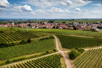 Bechtheimer Hasensprung Bechtheimer Hasensprung