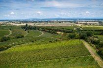 Bechtheimer Stein Bechtheimer Stein