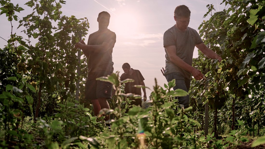 Weingut Sander_Kontrolle vor der Lese, © Weingut Sander Weingut Sander_Kontrolle vor der Lese, © Weingut Sander