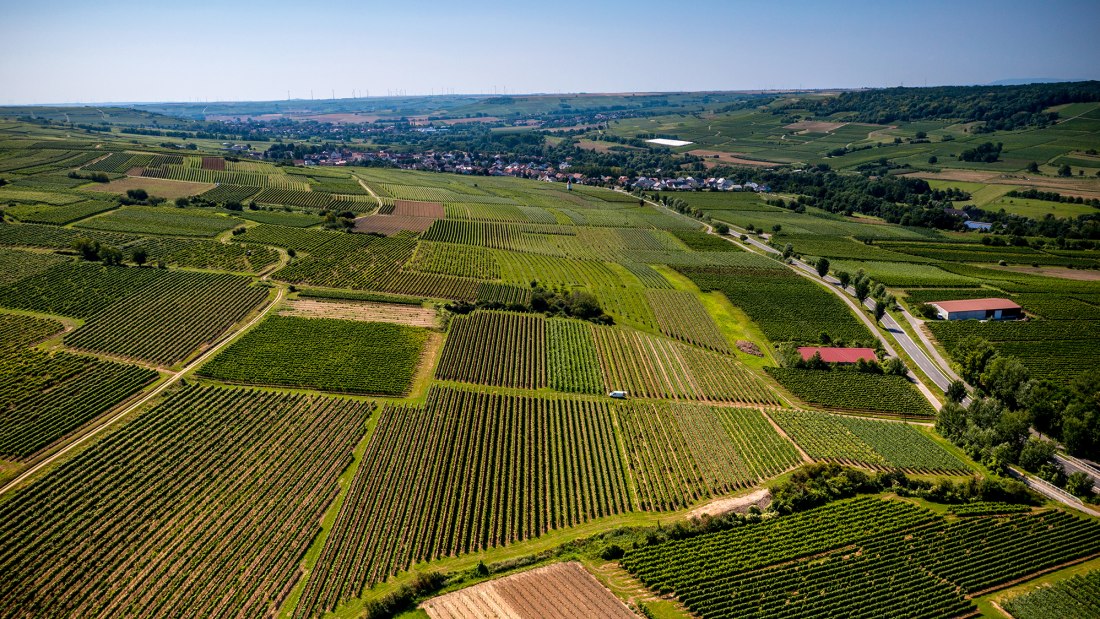 Ingelheimer Sonnenhang Ingelheimer Sonnenhang