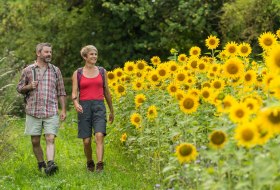 Footpath next to sunflowers © Dominik Ketz Footpath next to sunflowers © Dominik Ketz