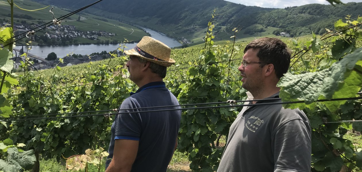 Weingut Fischborn Bergeshof_Weinberge, © Weingut Fischborn Bergeshof Weingut Fischborn Bergeshof_Weinberge, © Weingut Fischborn Bergeshof