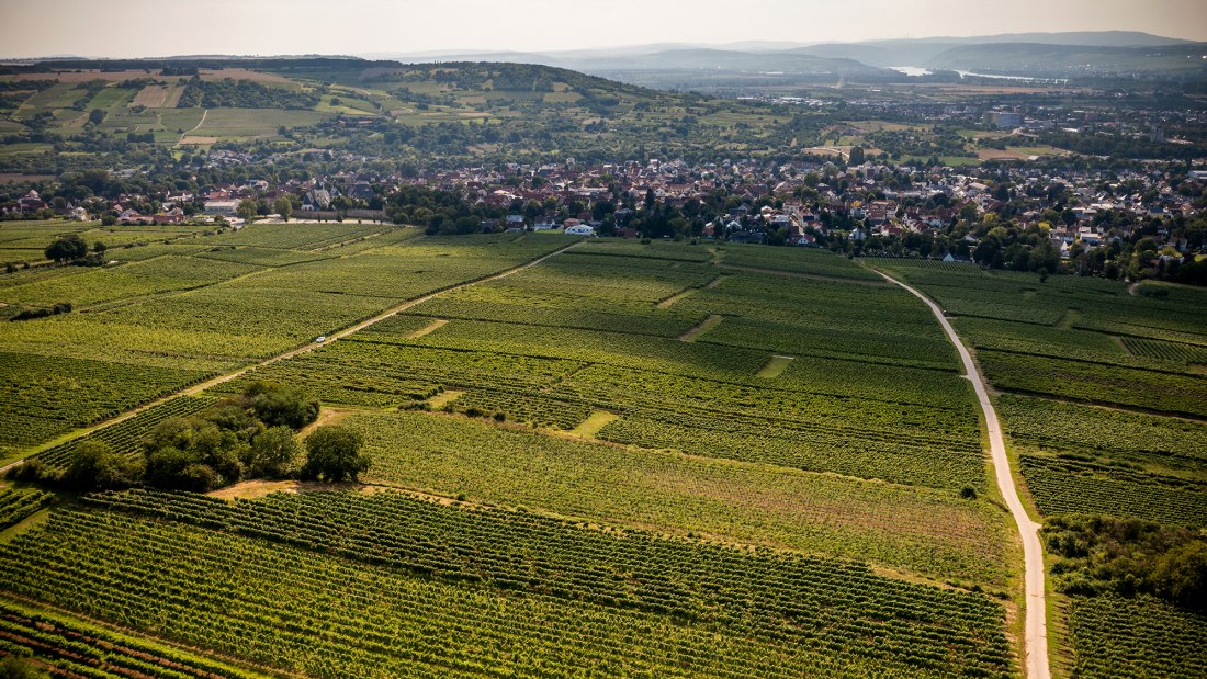 Ingelheimer Horn Ingelheimer Horn