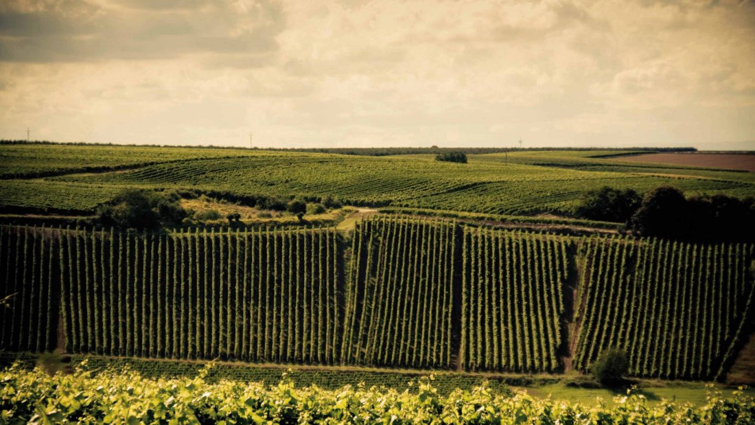 IMG_2297-2 Internet, © Weingut Espenhof IMG_2297-2 Internet, © Weingut Espenhof