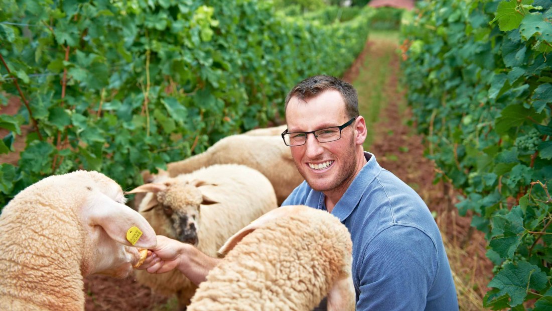 Weingut Fritz Ekkehard Huff_Schafe, © Weingut Fritz Ekkehard Huff Weingut Fritz Ekkehard Huff_Schafe, © Weingut Fritz Ekkehard Huff