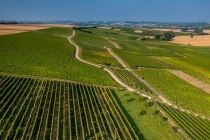 Wörrstädter Rheingrafenberg Wörrstädter Rheingrafenberg