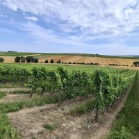 Gemarkung Gensingen Gemarkung Gensingen