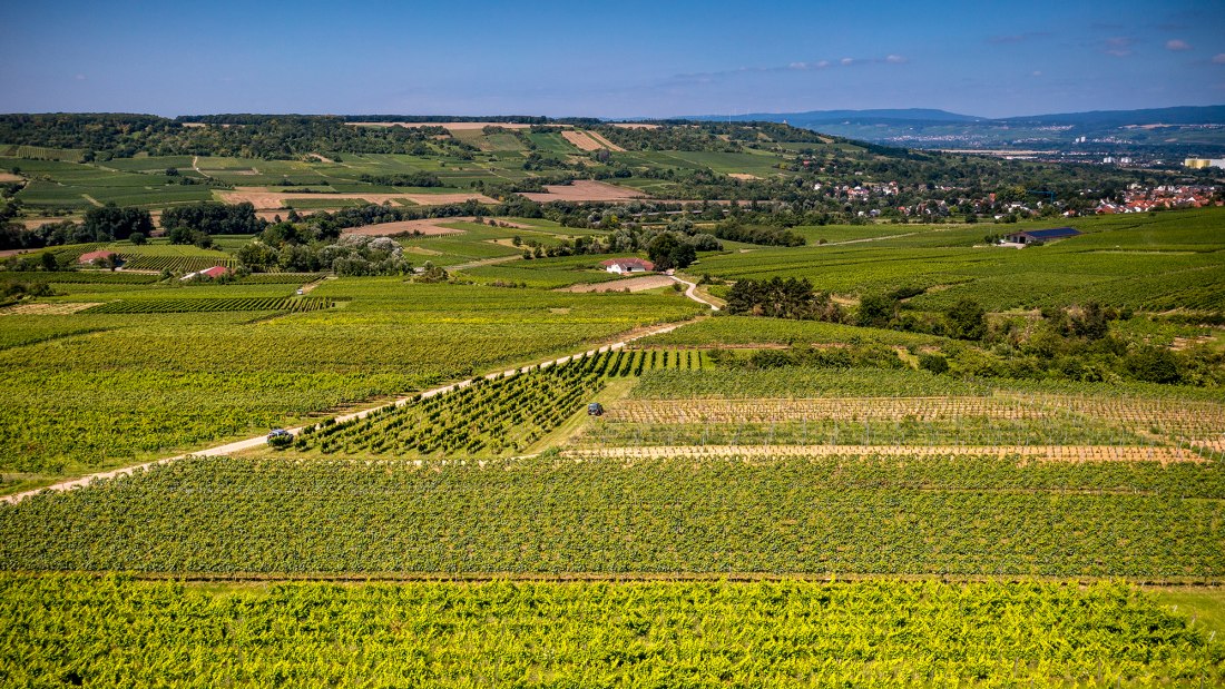 Ingelheimer Sonnenhang Ingelheimer Sonnenhang