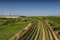 Alsheimer Römerberg, © Torsten Silz Alsheimer Römerberg, © Torsten Silz