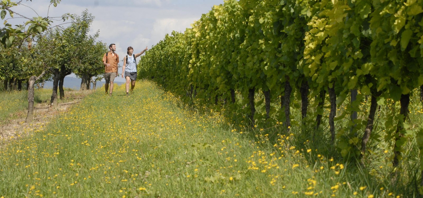 Weinberge bei Ober-Hilbersheim Weinberge bei Ober-Hilbersheim