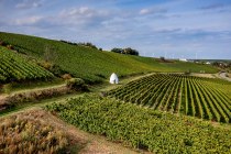 Uffhofener La Roche Uffhofener La Roche