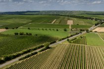 Gundheimer Hungerbiene, © Rheinhessenwein e.V., Torsten Silz Gundheimer Hungerbiene, © Rheinhessenwein e.V., Torsten Silz