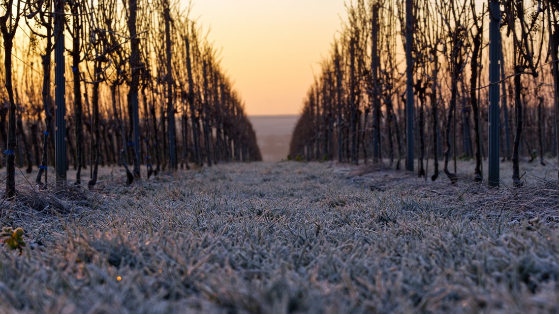 © Weingut Gres © Weingut Gres