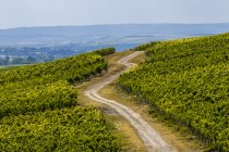 Gau-Bickelheimer Saukopf, © Torsten Silz Gau-Bickelheimer Saukopf, © Torsten Silz