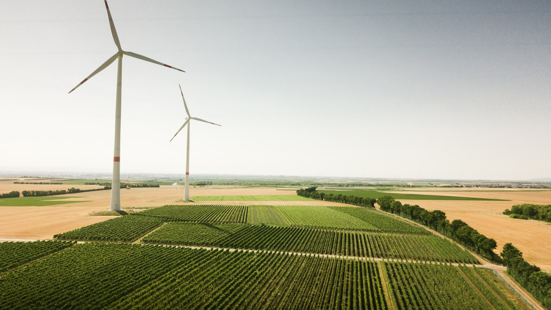 Weingut Dackermann_Weinreben, © Weingut Dackermann Weingut Dackermann_Weinreben, © Weingut Dackermann