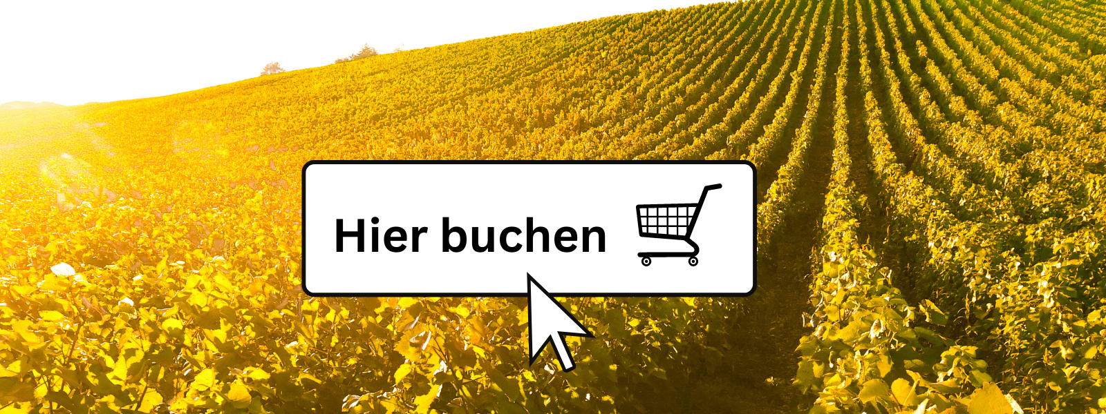 Banner Erlebnis-Shop, © Rainer Oppenheimer/Stadt Ingelheim Banner Erlebnis-Shop, © Rainer Oppenheimer/Stadt Ingelheim