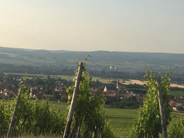 FamilienWeinGut Feser_Weinberge, © FamilienWeinGut Feser FamilienWeinGut Feser_Weinberge, © FamilienWeinGut Feser