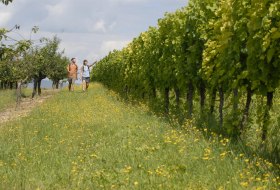 Weinberge bei Ober-Hilbersheim Weinberge bei Ober-Hilbersheim
