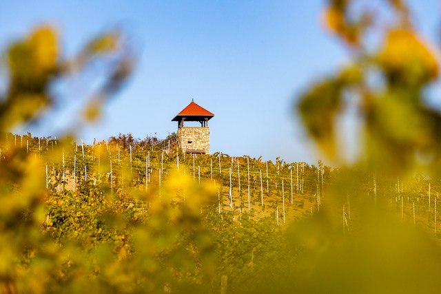 Weingut Eckert_Rebe, © Weingut Eckert Weingut Eckert_Rebe, © Weingut Eckert
