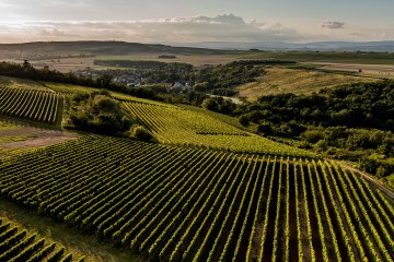 Siefersheimer Höllberg Siefersheimer Höllberg