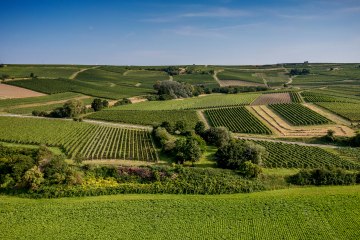 Saulheimer Schloßberg Saulheimer Schloßberg