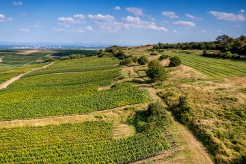 Dittelsheimer Kloppberg Dittelsheimer Kloppberg