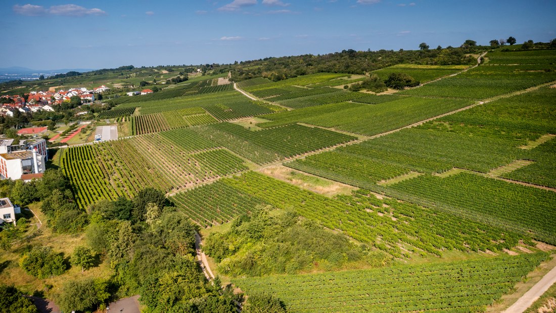 Ingelheimer Höllenweg Ingelheimer Höllenweg