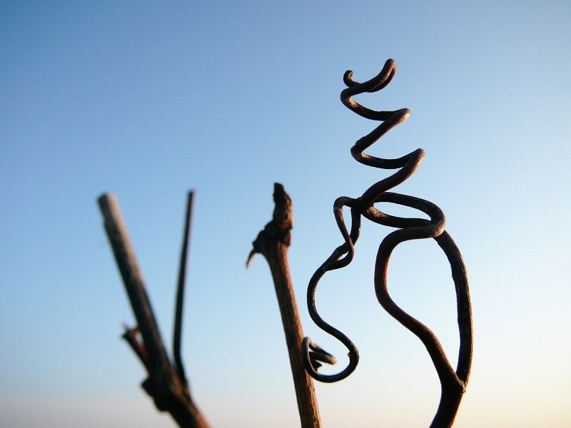 3 (800 x 600), © Weinhaus Uhl 3 (800 x 600), © Weinhaus Uhl