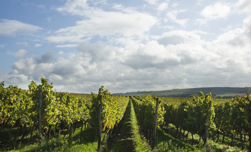 weingut_schuck_-15-1024x679, © Weingut Schuck Sonnenhof weingut_schuck_-15-1024x679, © Weingut Schuck Sonnenhof
