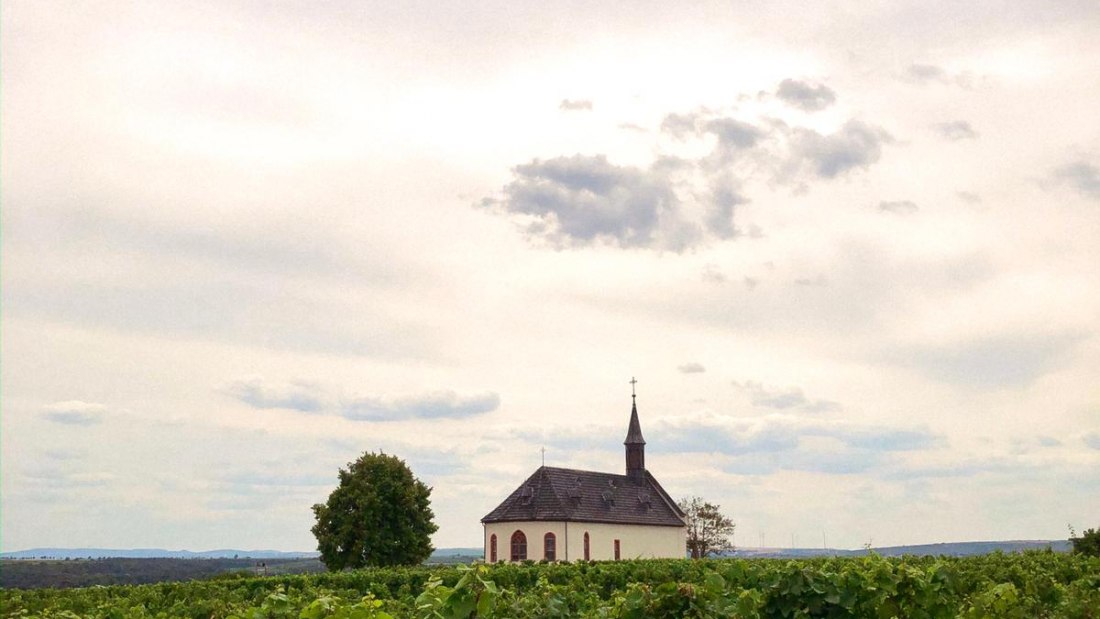 Weingut Boxheimerhof_Weinberg, © Weingut Boxheimerhof Weingut Boxheimerhof_Weinberg, © Weingut Boxheimerhof