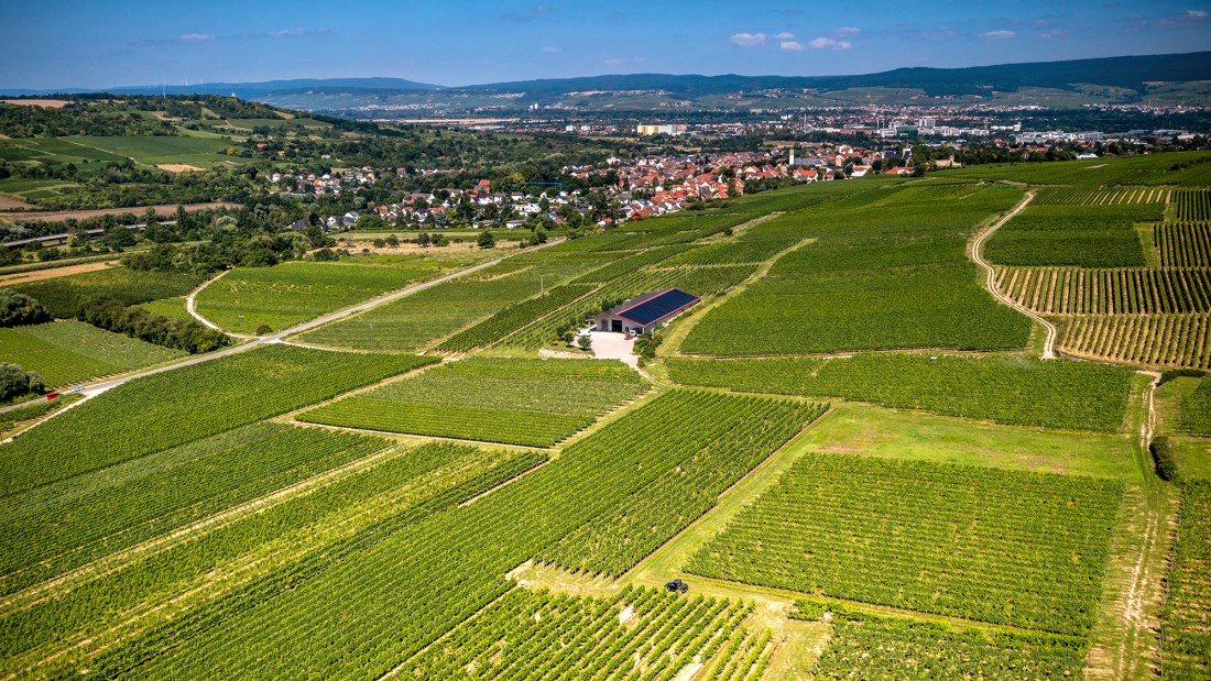 Ingelheimer Sonnenhang Ingelheimer Sonnenhang