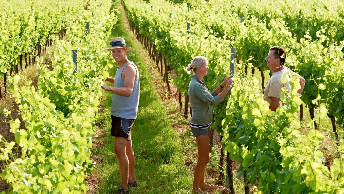 © Weingut Hofmann © Weingut Hofmann