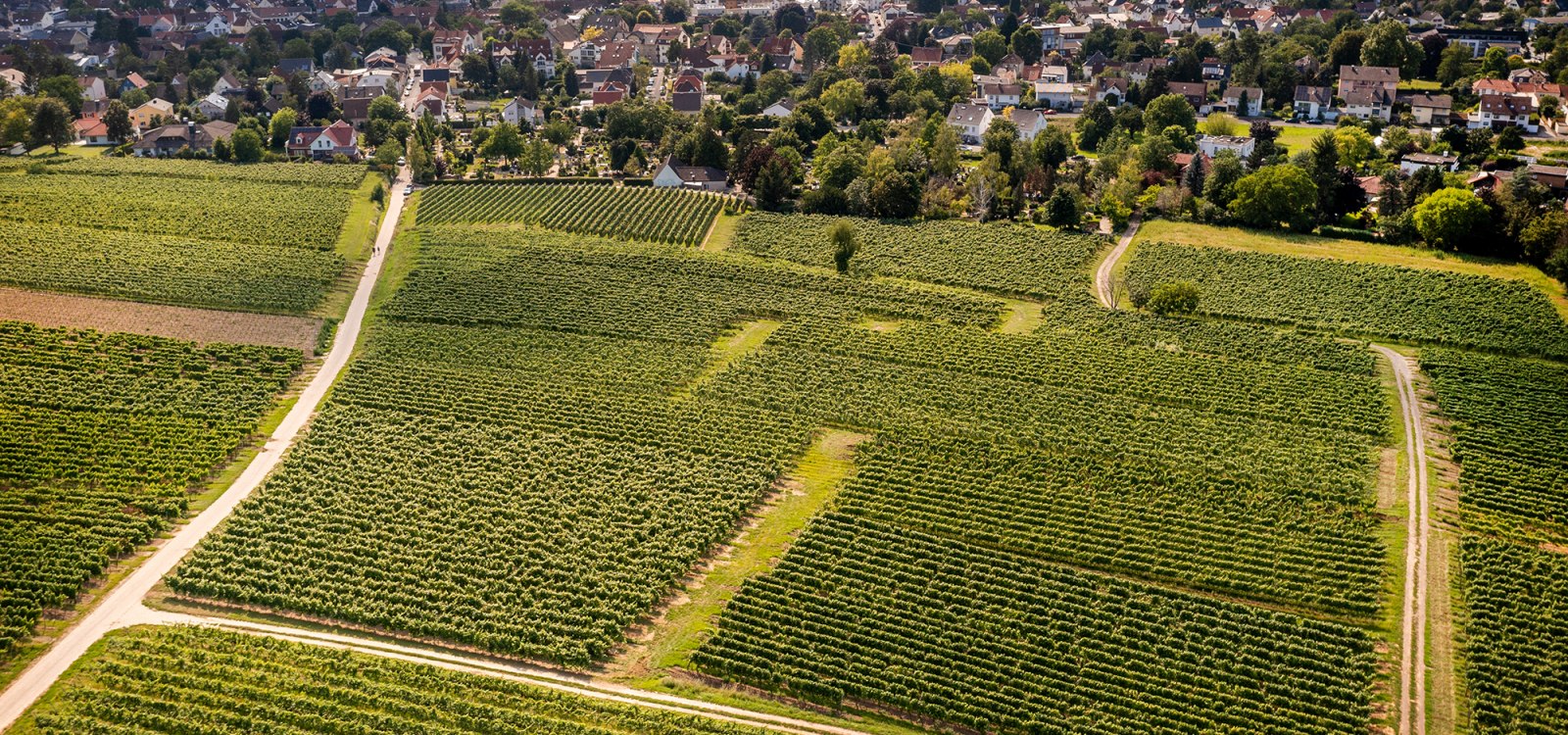 Ingelheimer Pares Ingelheimer Pares