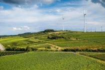 Framersheimer Hornberg Framersheimer Hornberg