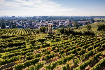 Osthofener Goldberg Osthofener Goldberg