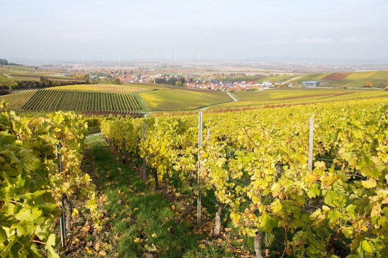 7 (800 x 533), © Weinhaus Uhl 7 (800 x 533), © Weinhaus Uhl