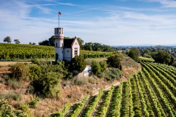 Osthofener Leckzapfen Osthofener Leckzapfen