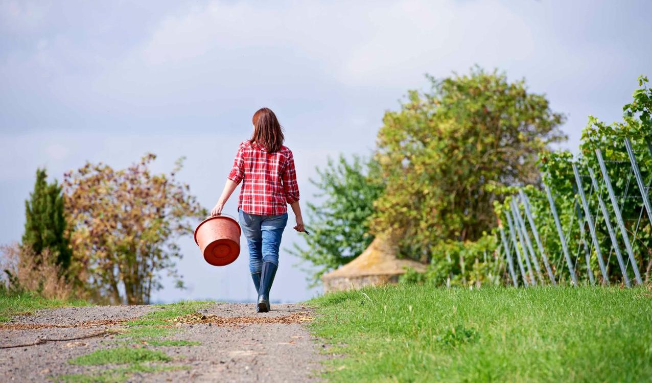 Weingut Wechsler_Weinberg, © Weingut Wechsler Weingut Wechsler_Weinberg, © Weingut Wechsler