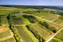 Horrweiler Gewürzgärtchen Horrweiler Gewürzgärtchen