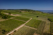 Bubenheimer Honigberg Bubenheimer Honigberg