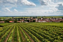 Bechtheimer Rosengarten Bechtheimer Rosengarten