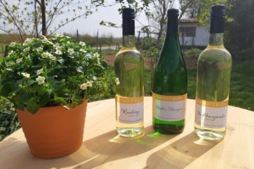 weingut_klein_mainz_hechtsheim_03 weingut_klein_mainz_hechtsheim_03