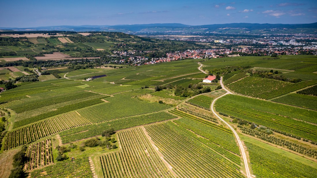 Ingelheimer Sonnenhang Ingelheimer Sonnenhang