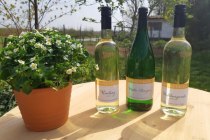 weingut_klein_mainz_hechtsheim_03 weingut_klein_mainz_hechtsheim_03